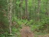 Red Horse Trail between Salmon Lake and Trout Pond